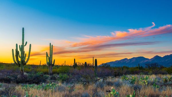 Out With Dr. Bill – Exploring Tucson's Culinary Treasures